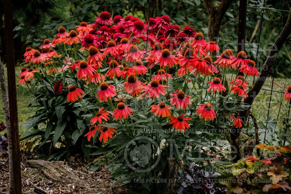 Echinacea Artisan Red Ombre (Coneflower) 1