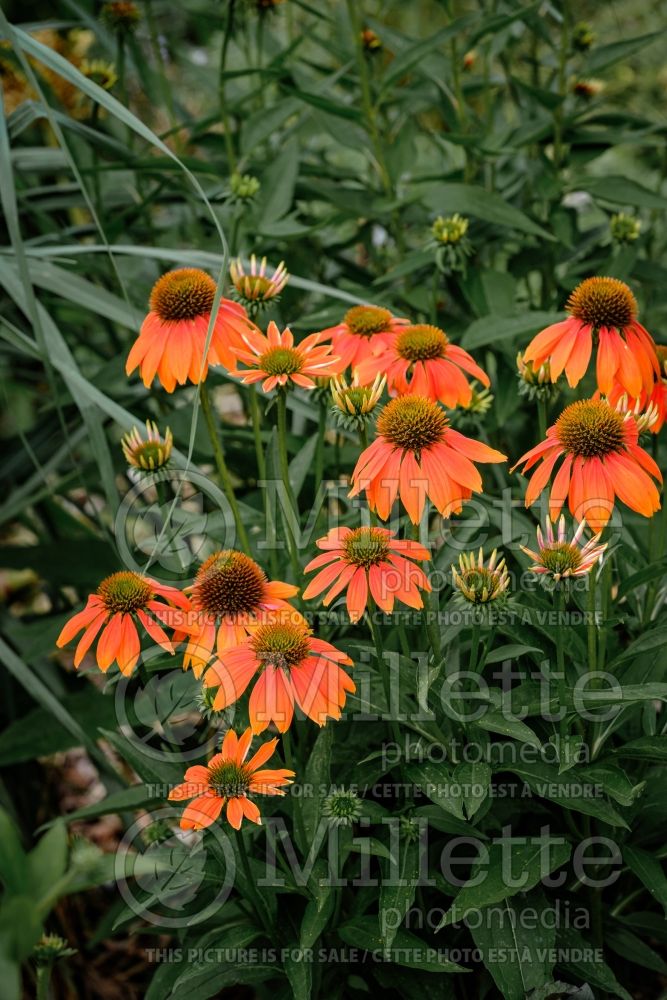 Echinacea Artisan Soft Orange (Coneflower) 2