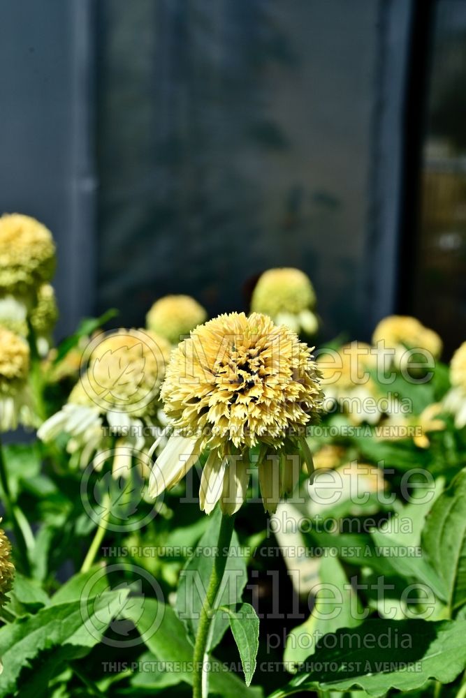 Echinacea Cone-fections Lemon Drop (Coneflower) 3 