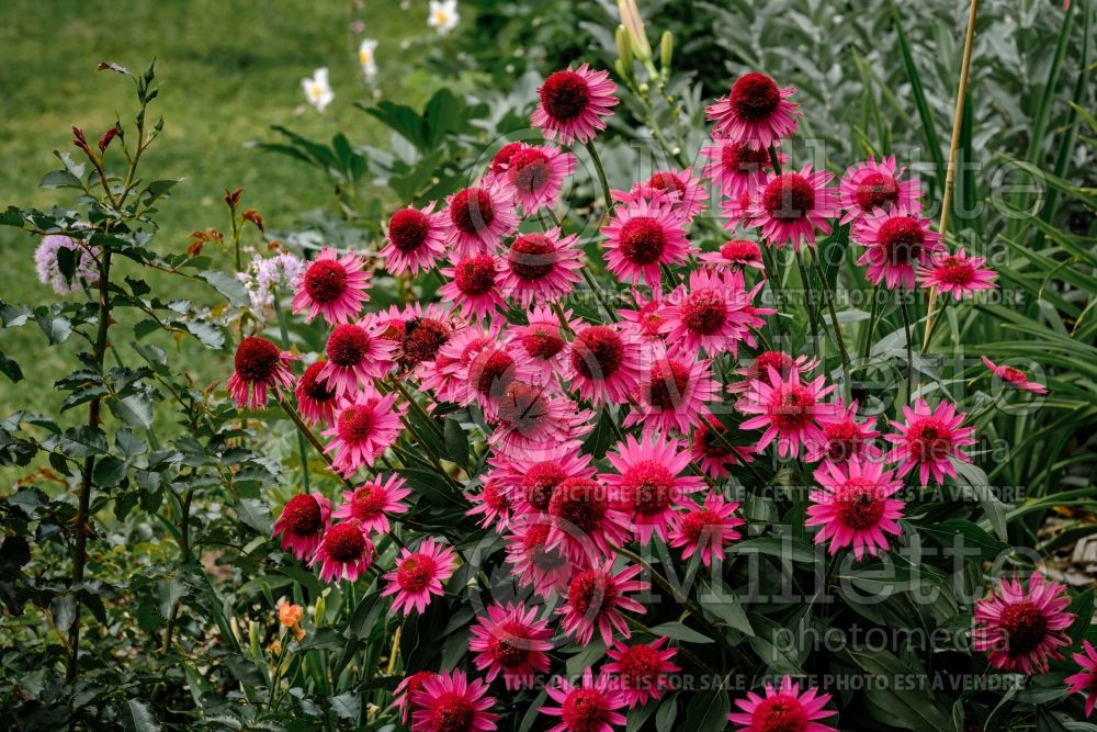 Echinacea Delicious Candy (Coneflower) 2 