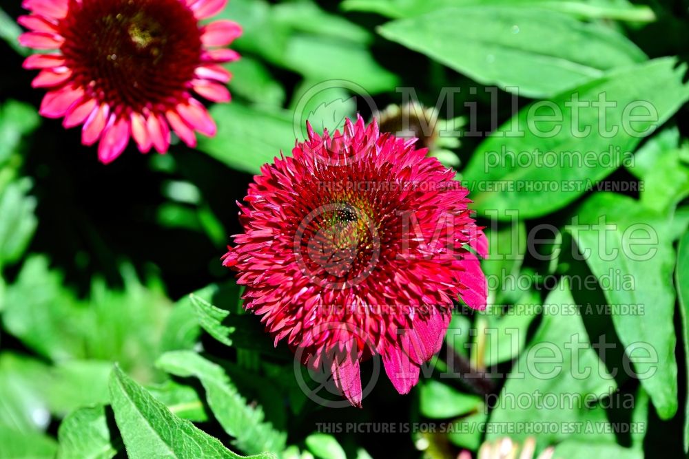 Echinacea Double Scoop Raspberry Deluxe (Coneflower) 2