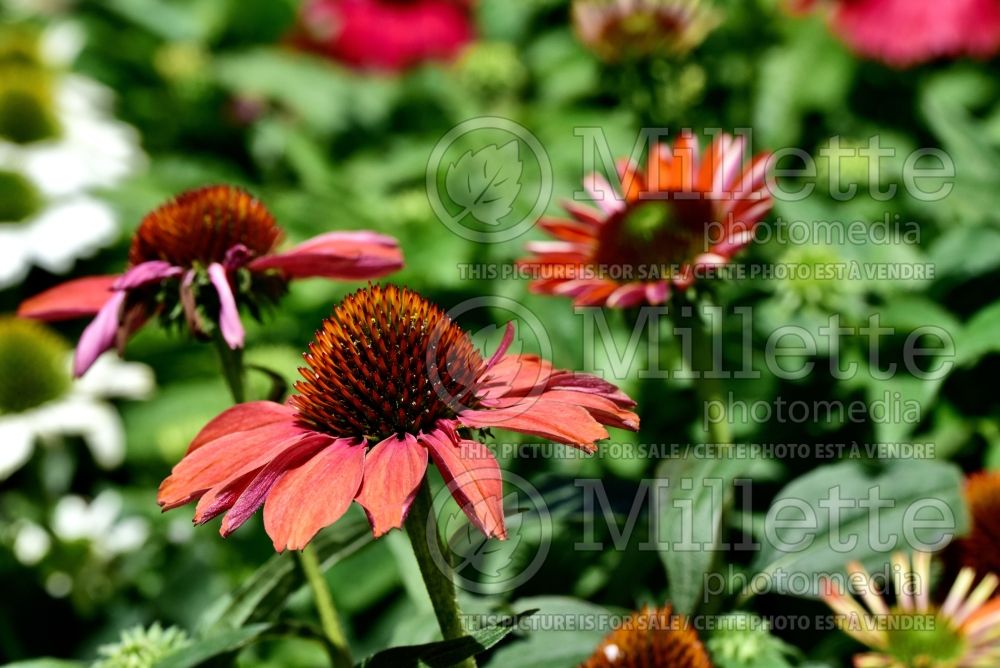 Echinacea Frankly Scarlet (Coneflower) 2