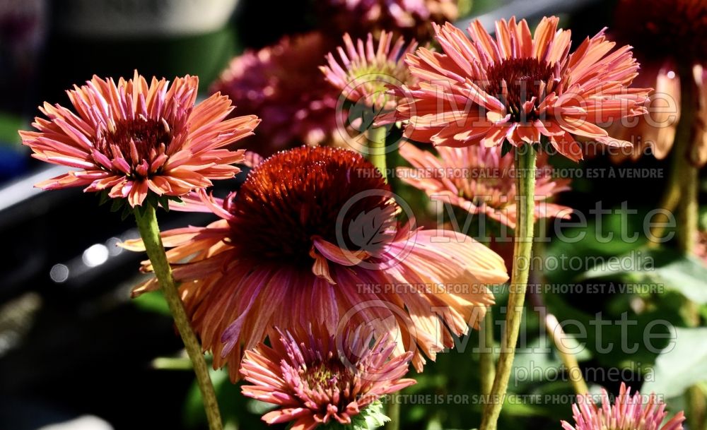 Echinacea Fresco Apricot (Coneflower) 1