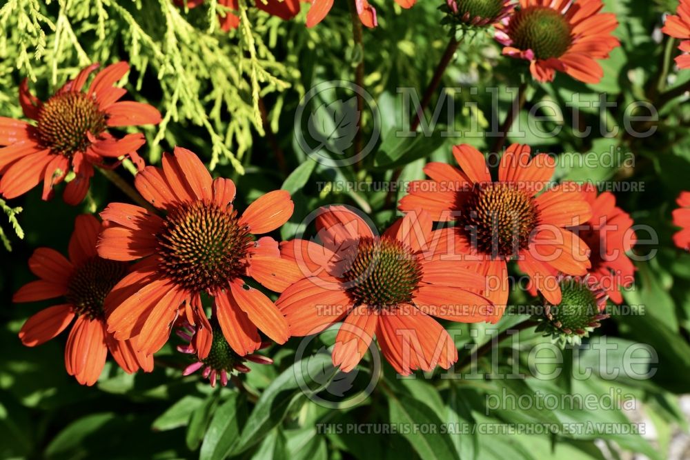 Echinacea Kismet Intense Orange (Coneflower Échinacée) 2