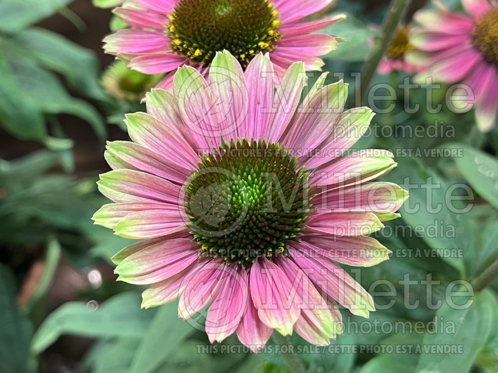 Echinacea Kismet Pink Lemonade (Coneflower Échinacée) 1