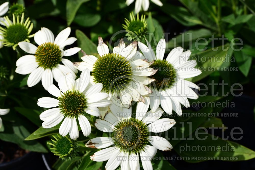 Echinacea Kismet White (Coneflower) 2