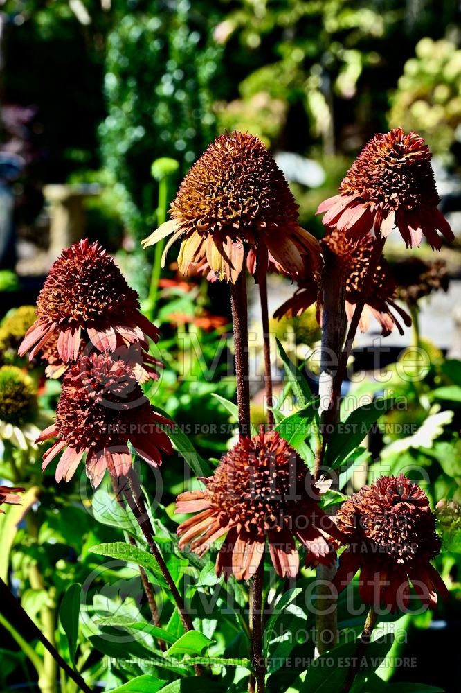 Echinacea Moab Sunset (Coneflower) 1