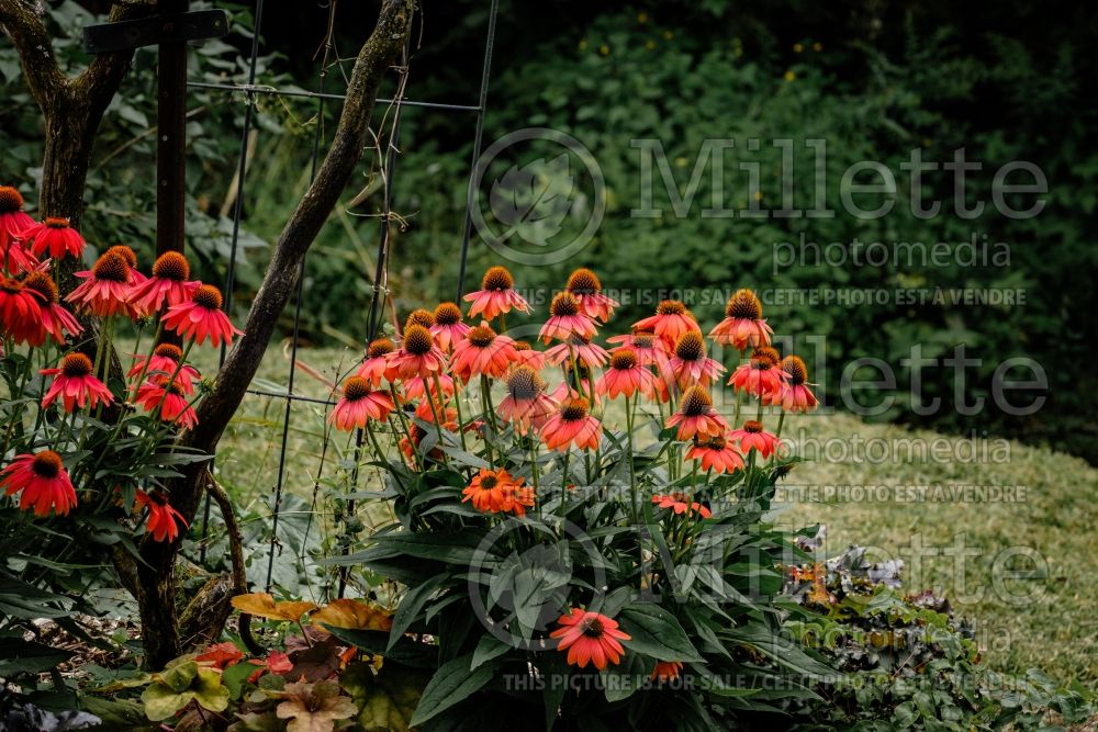 Echinacea Sombrero Hot Coral aka Poco (Coneflower) 7