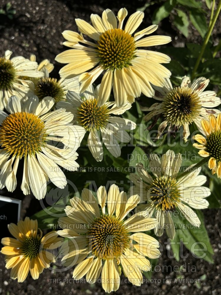 Echinacea Mellow Yellows (Coneflower) 1