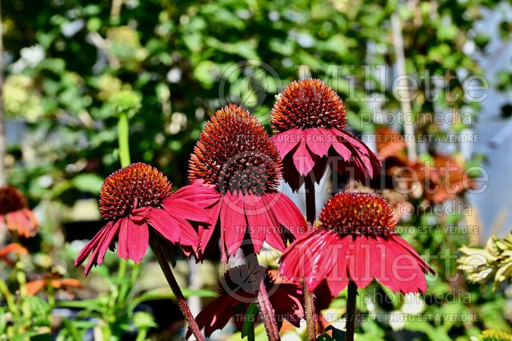 Echinacea Sombrero Baja Burgundy (Coneflower) 7