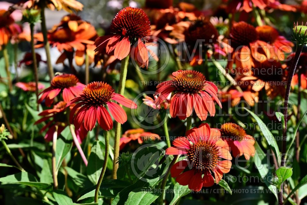 Echinacea Sombrero Flamenco Orange (Coneflower) 2