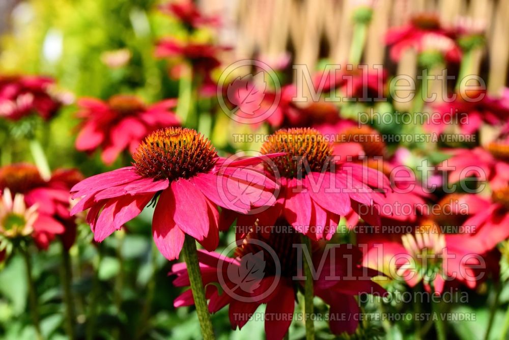 Echinacea Sombrero Tres Amigos (Coneflower) 6 