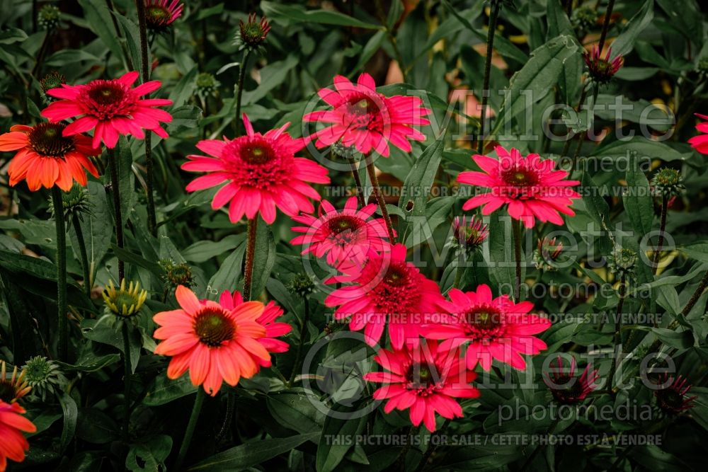 Echinacea Sunny Days Ruby (Coneflower) 3