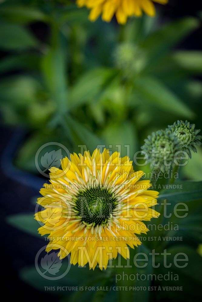 Echinacea Sunseekers Golden Sun (Coneflower) 1