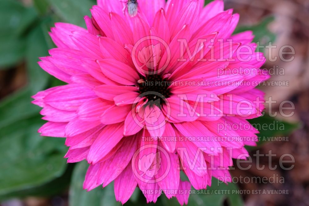 Echinacea Sunseekers Sweet Fuchsia (Coneflower) 1