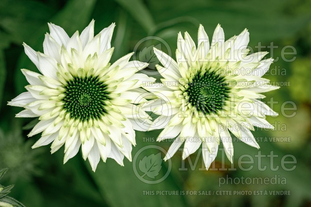 Echinacea Sunseekers White Perfection (Coneflower) 1