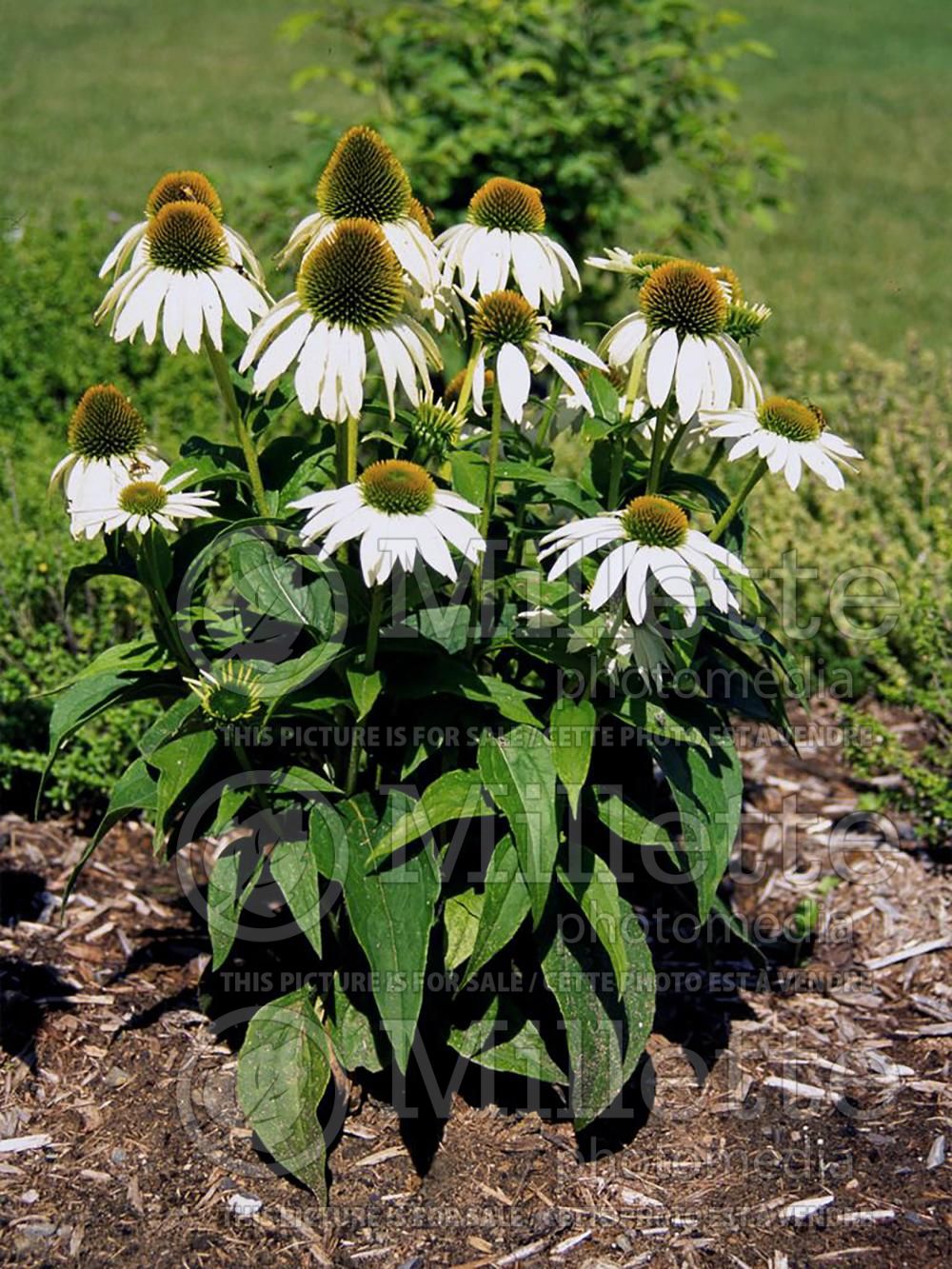 Echinacea White Nathalie (Coneflower) 1