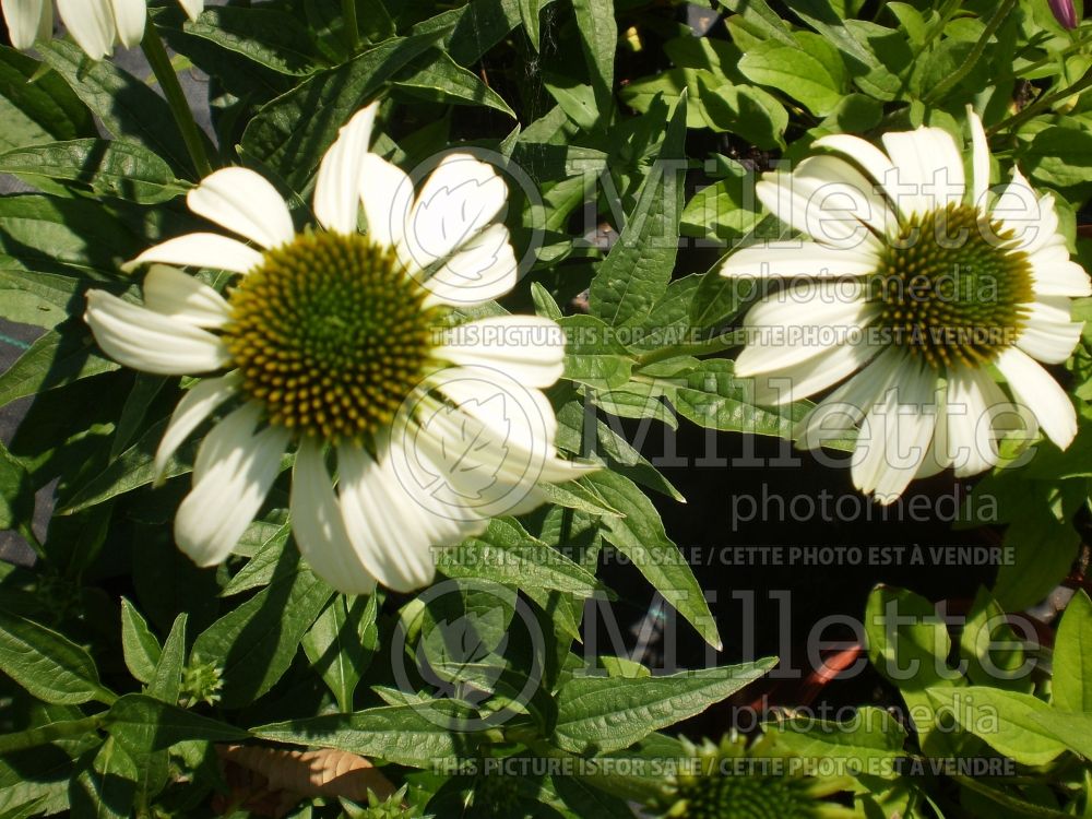 Echinacea Alaska (Coneflower)  1