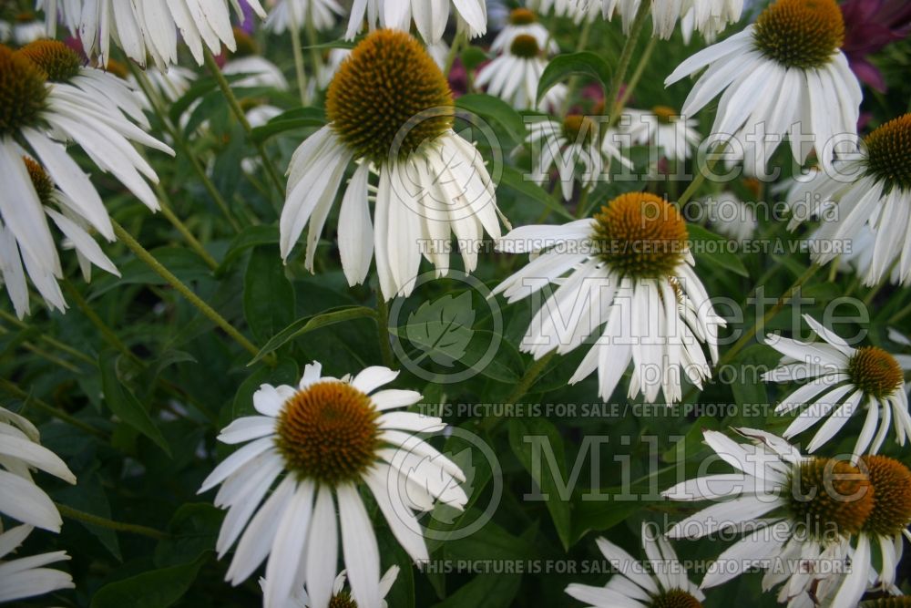 Echinacea Alba (Coneflower) 1