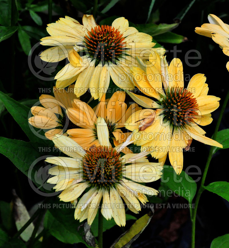 Echinacea Aloha (Coneflower) 1 