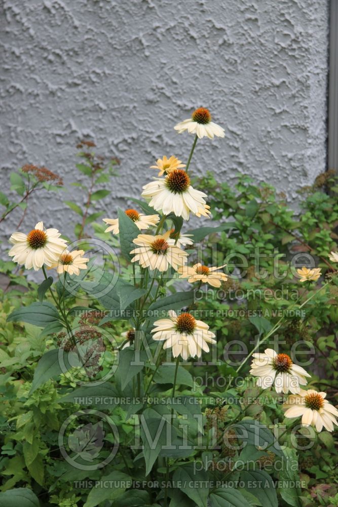 Echinacea Aloha (Coneflower) 4 