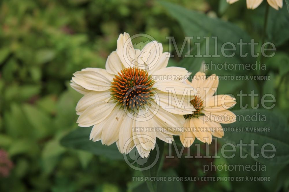 Echinacea Aloha (Coneflower) 5 