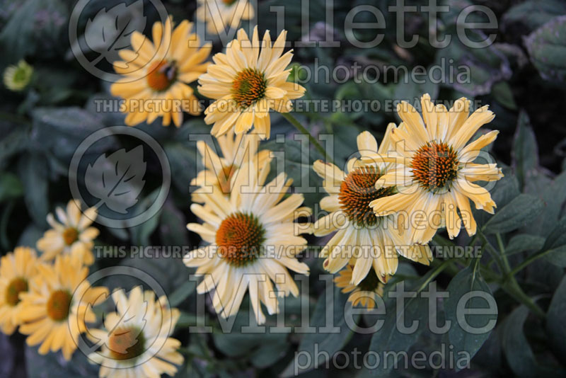 Echinacea Aloha (Coneflower) 3 