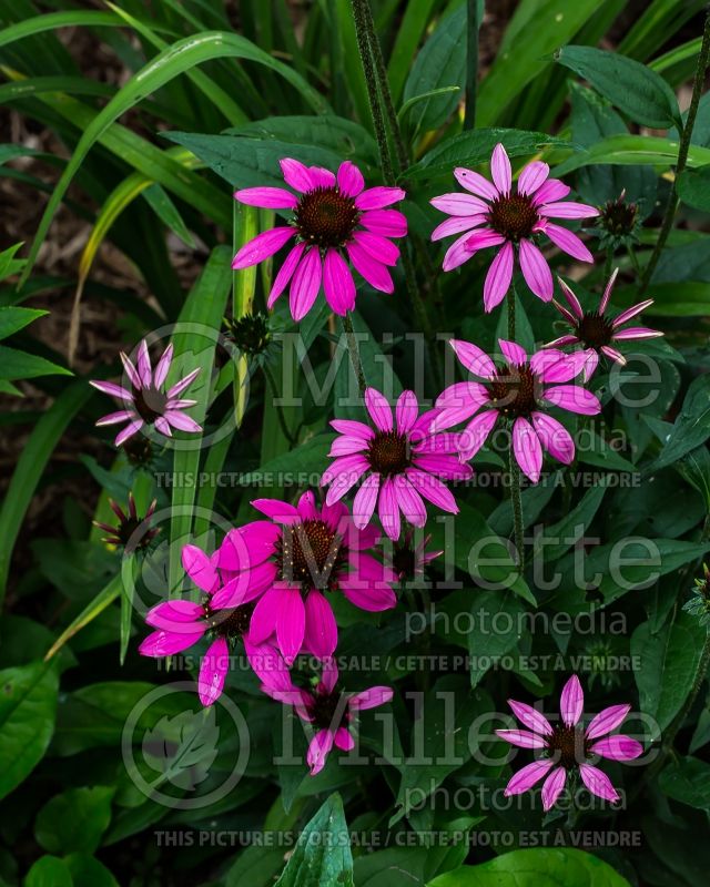 Echinacea Amazing Dream (Coneflower) 2