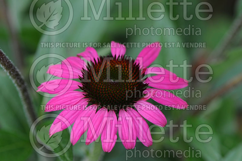 Echinacea Amazing Dream (Coneflower) 1