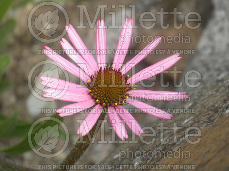 Echinacea tennesseensis (Coneflower) 1 