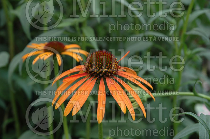 Echinacea Art's Pride (Coneflower) 3 