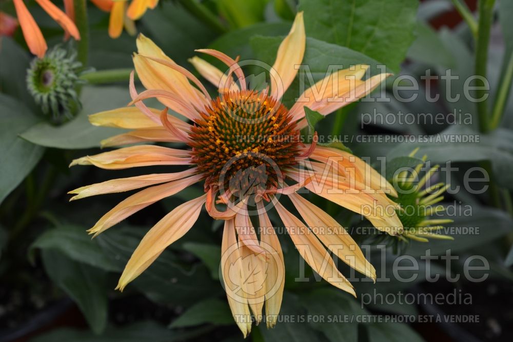 Echinacea Prairie Pillars Big Kahuna (coneflower) 2