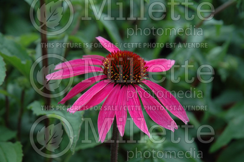 Echinacea Big Sky After Midnight (Coneflower) 1