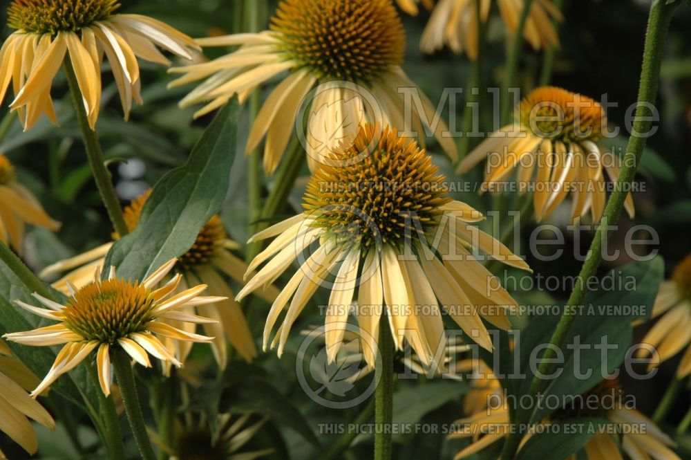 Echinacea Big Sky Harvest Moon (Coneflower)  1