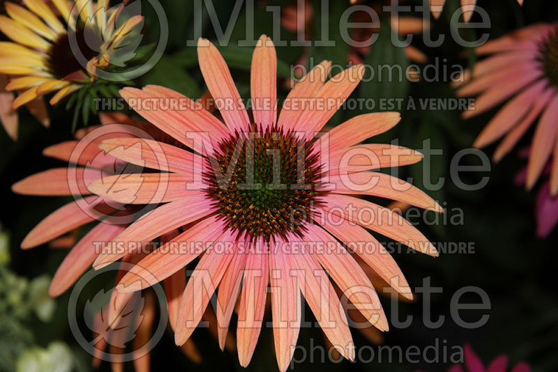 Echinacea Big Sky Jupiter (Coneflower) 1