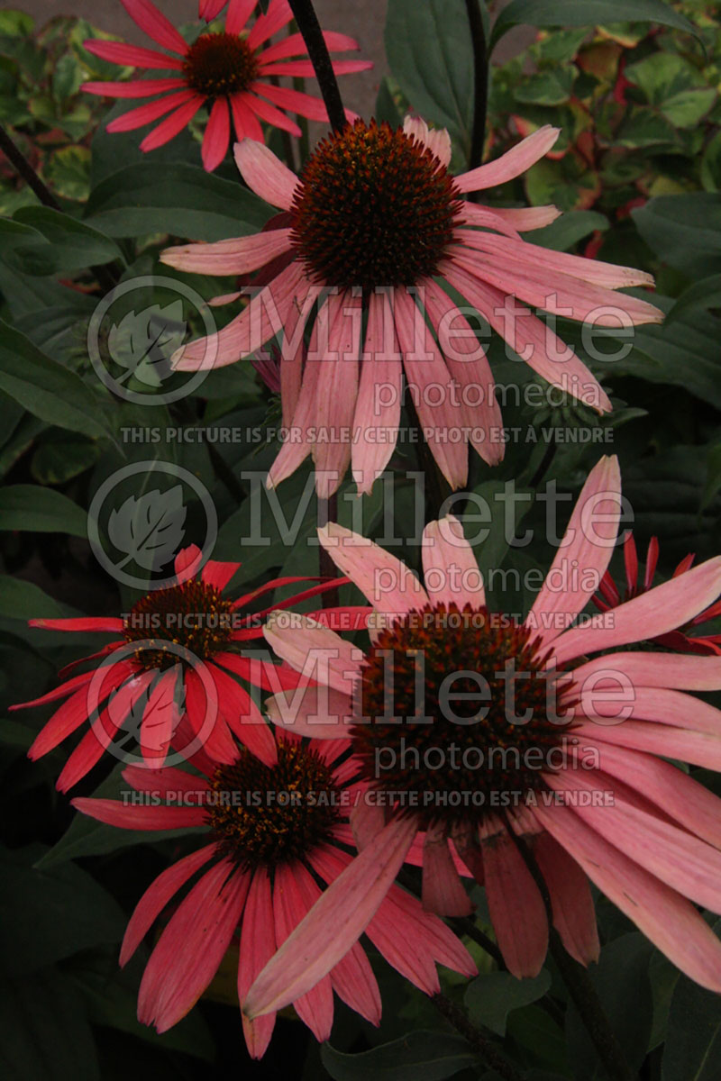 Echinacea Big Sky Solar Flare (Coneflower) 2 