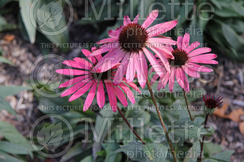 Echinacea Big Sky Solar Flare (Coneflower) 4