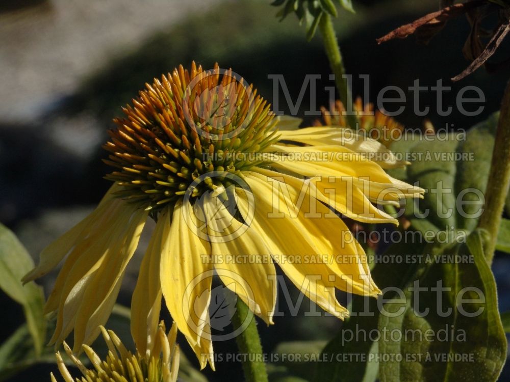 Echinacea Big Sky Sunrise (Coneflower) 1 