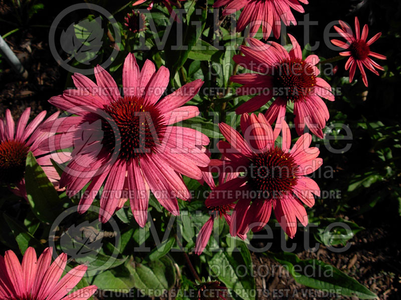 Echinacea Big Sky Twilight (Coneflower) 1 