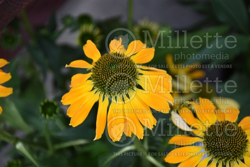 Echinacea Butterfly Golden Skipper (Coneflower) 1