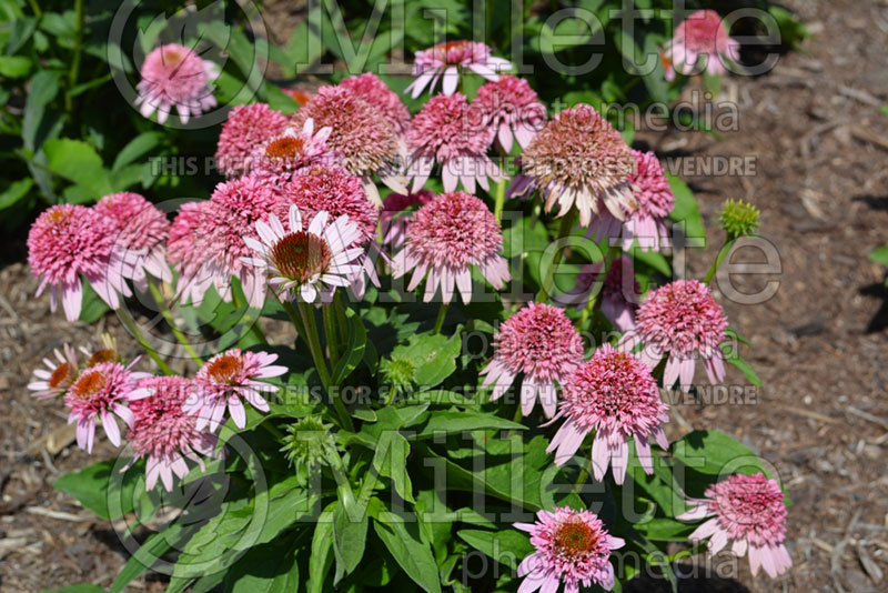 Echinacea Butterfly Kisses (Coneflower) 1