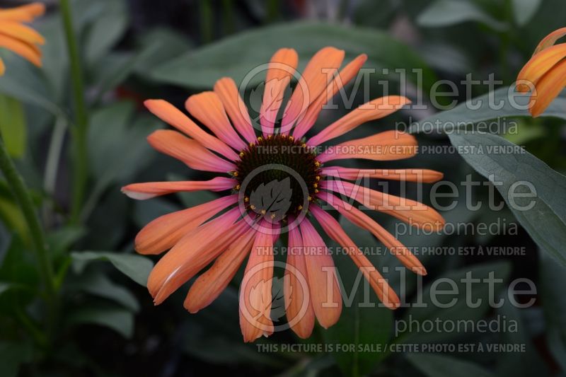 Echinacea Butterfly Rainbow Marcella (Coneflower) 2 