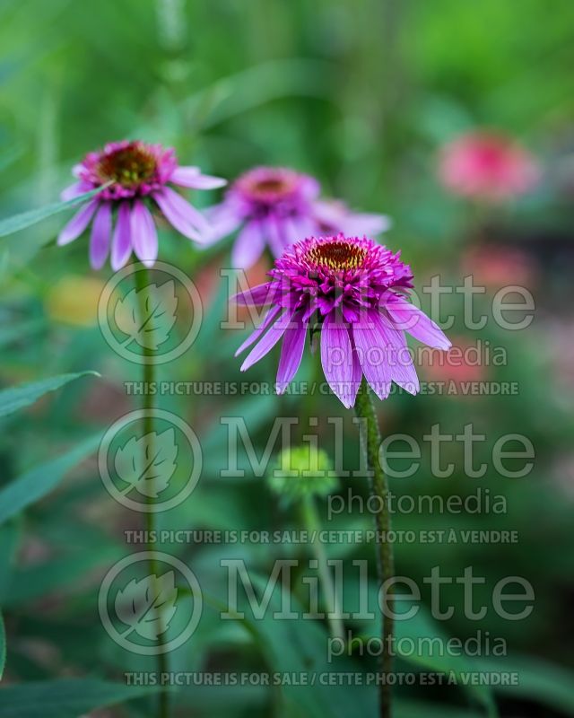 Echinacea Catharina (Coneflower) 1