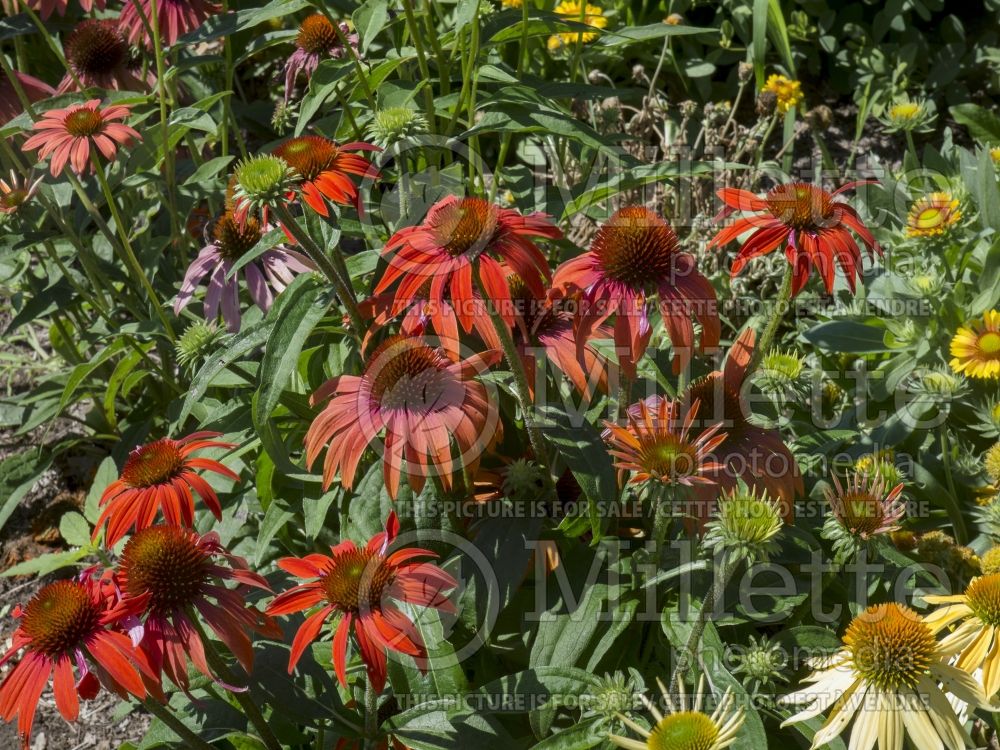 Echinacea Cheyenne Spirit (Coneflower) 10 