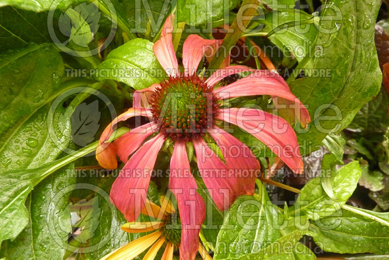 Echinacea Cheyenne Spirit (Coneflower) 2 