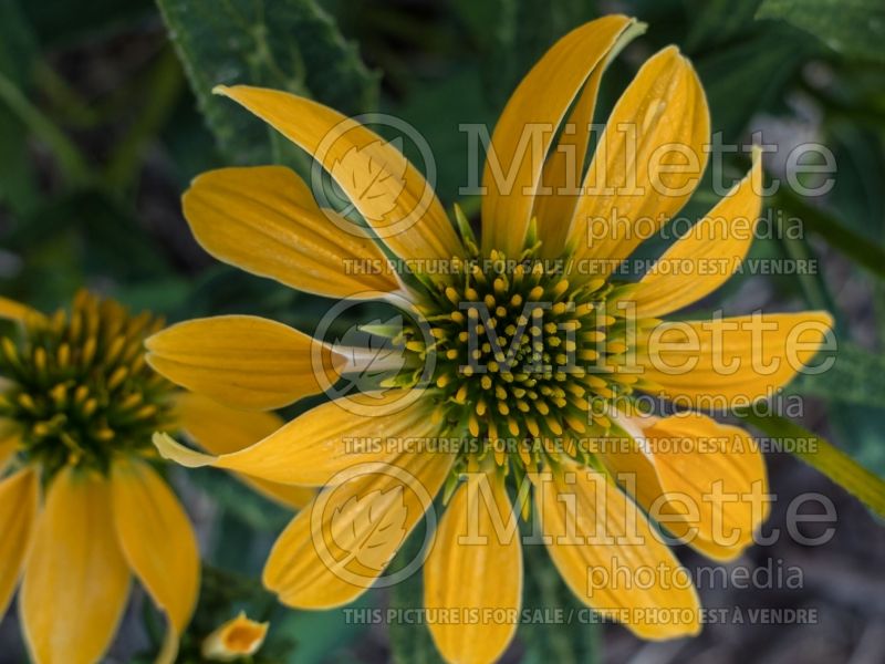 Echinacea Cheyenne Spirit (Coneflower) 11 