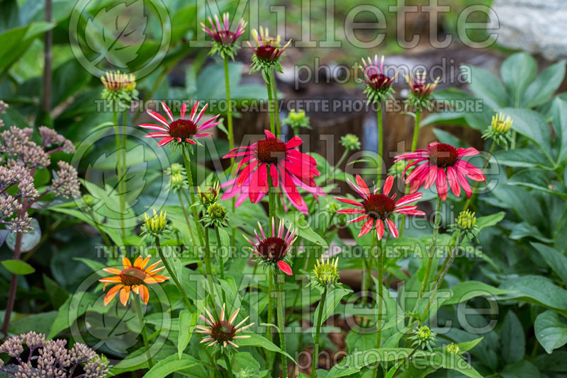 Echinacea Cheyenne Spirit (Coneflower) 9 