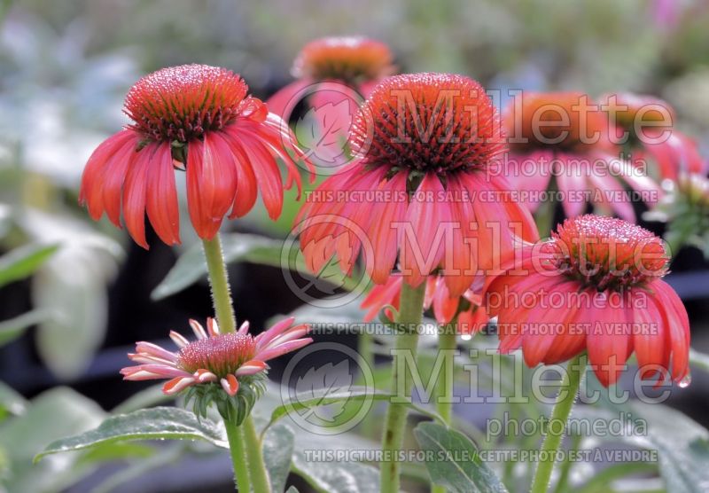 Echinacea Cheyenne Spirit (Coneflower) 13 