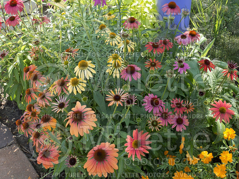 Echinacea Cheyenne Spirit (Coneflower) 8 