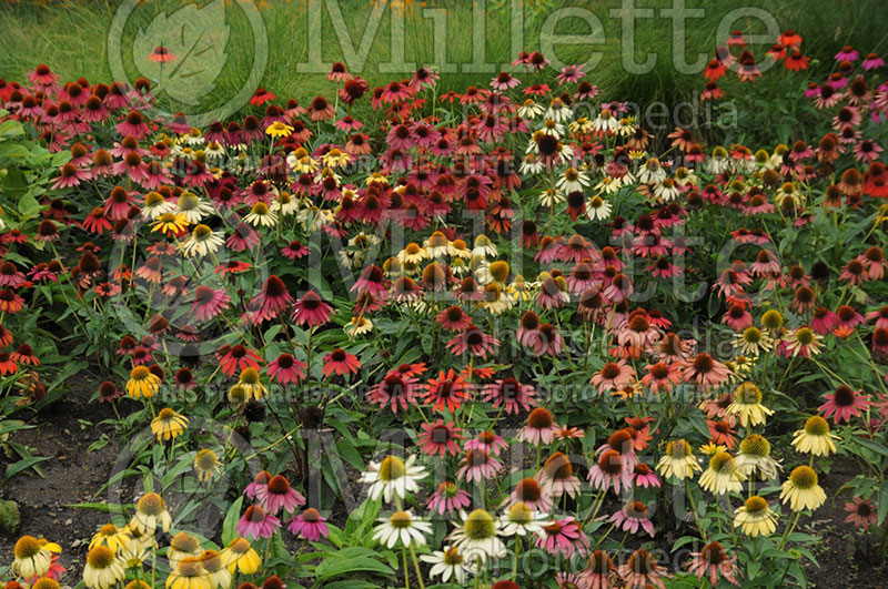 Echinacea Cheyenne Spirit (Coneflower) 4 